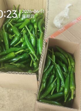 全州辣椒新鲜土辣椒农家小青辣椒桂林酸辣椒乌青泡椒广西红色辣椒