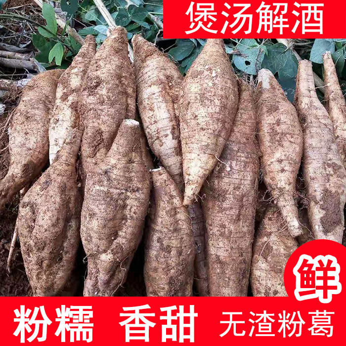葛根新鲜桂林粉葛根野生葛根柴葛苦葛中药材野生鲜葛根解酒葛根苗