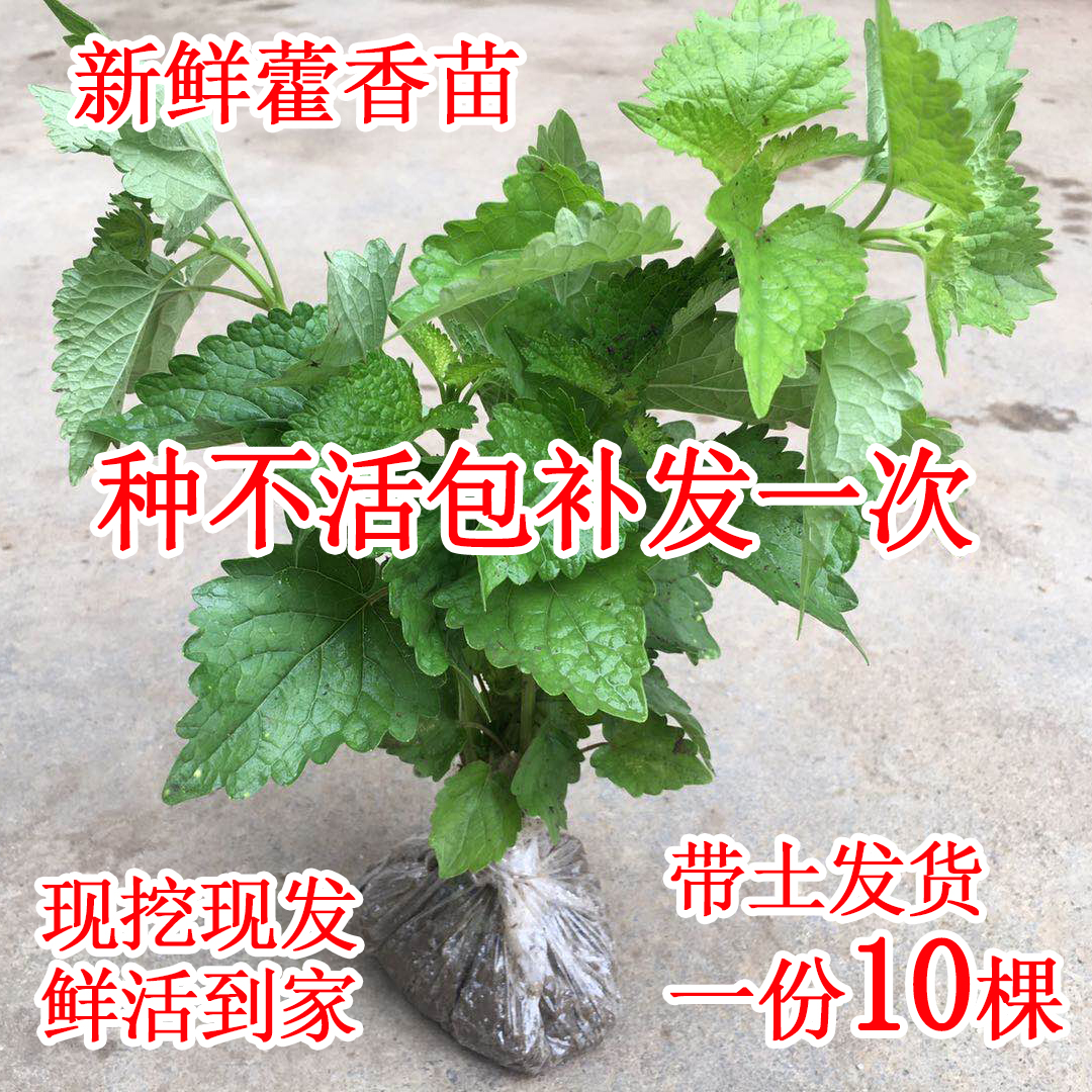 藿香苗大叶薄荷藿香盆栽广藿香树苗阳台绿植藿香种苗食用五香叶苗 鲜花速递/花卉仿真/绿植园艺 绿植 原图主图