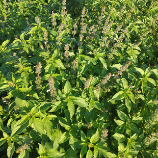海椒茴香全州海椒闻香新鲜紫苏茴香五香桂林香草广西香料特产佐料