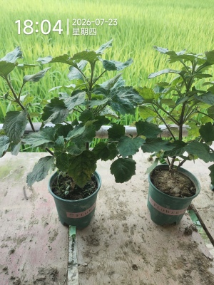 广藿香盆栽中药材广藿香苗带盆正宗广藿香种子中草药阳台药材绿植