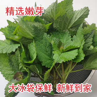 大叶薄荷叶新鲜现摘食用薄荷叶茶香料烧鱼炒螺蛳清凉泡茶泡水薄荷