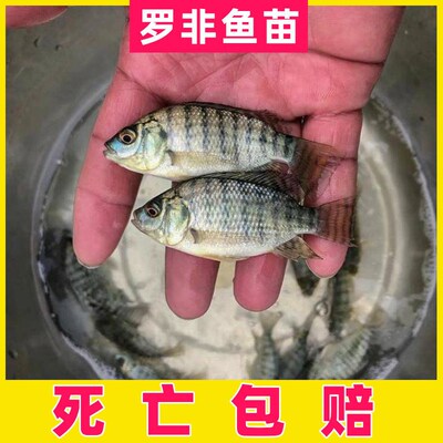 活体罗非种脆鲫鱼特大肉淡