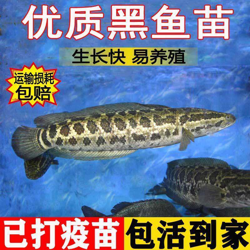 半斤大黑鱼苗生鱼财鱼苗国产猛鱼淡水鱼塘养殖小黑鱼乌鱼乌鳢鱼苗