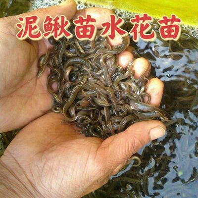 土泥鳅苗水花本地圆青小池