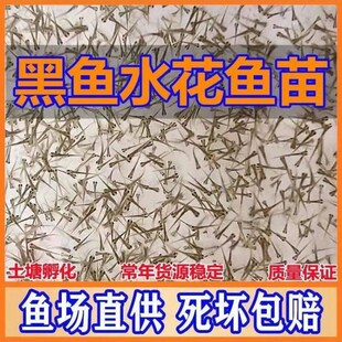 养殖鱼苗水花活体鱼苗黑鱼淡水财生乌鳢鱼苗凶猛鱼苗食用乌鱼食肉