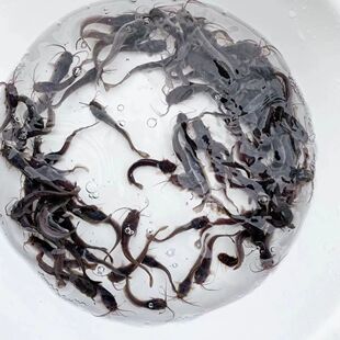 埃及南方鱼苗冷水大型大口苗淡胡子鲶鱼淡水养殖须子食用肉食