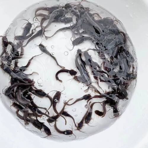 埃及南方鱼苗冷水大型口淡