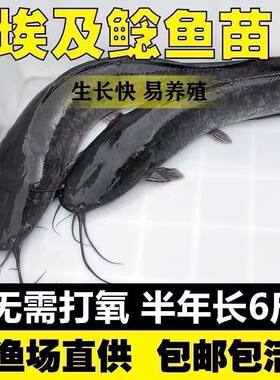 埃及鲶鱼大型鲜活革苗塘胡