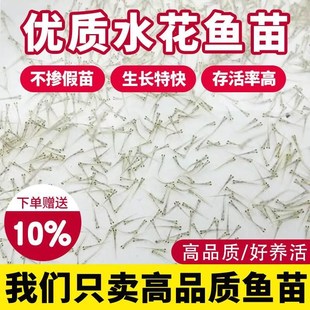 鲫鱼鲢水花鱼苗武昌鱼鳜鱼鲈鱼鲤鱼花草鱼嘴水花白鲢鱼苗小青鱼翘