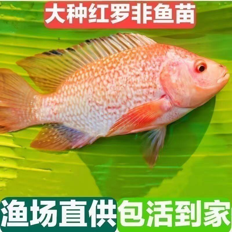 彩虹鲷鱼苗特大种单性红罗非鱼苗彩虹雕豹纹红罗非鱼苗罗非鱼可吃