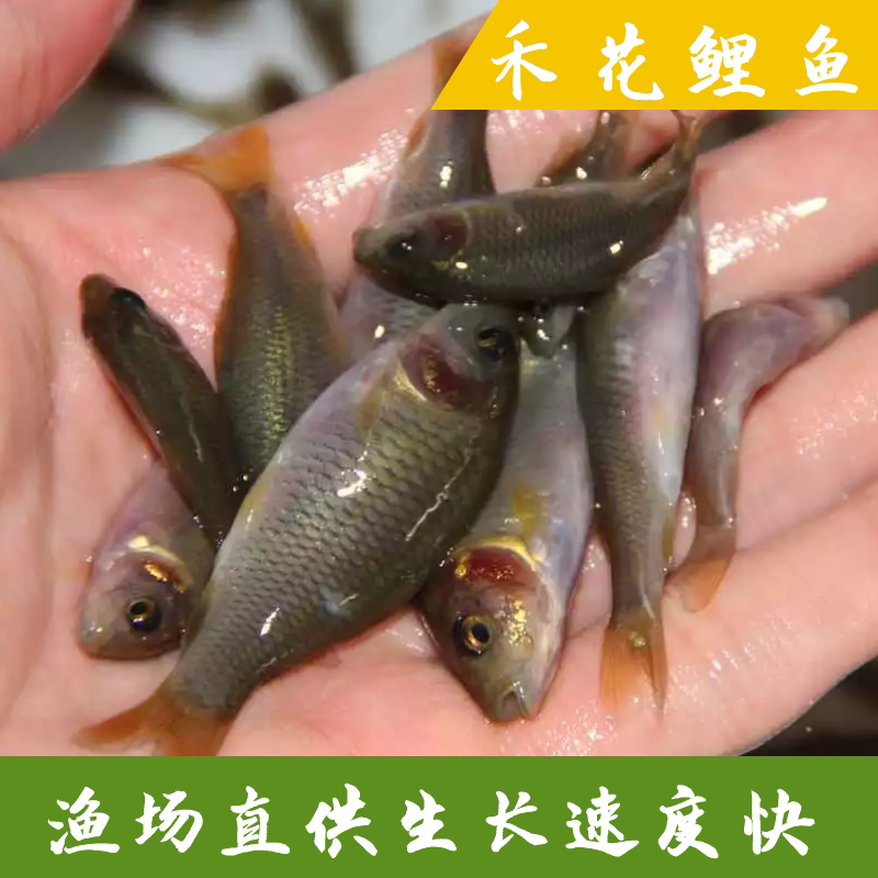 新品禾花鲤苗禾花鱼鲤鱼苗淡水养殖食用稻田鱼草鱼青鱼鲫鱼活体鱼