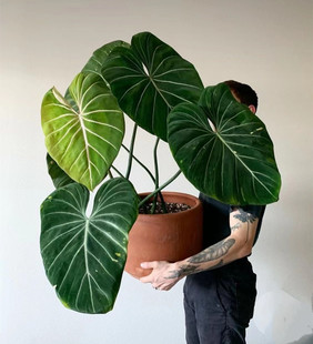 明脉蔓绿绒 室内客厅阳台桌面耐阴INS风网红绿植盆栽观叶植物