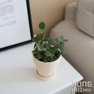 豆瓣绿白脉椒草轮叶办公室家居桌面迷你小盆栽绿植防辐射观叶植物