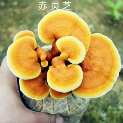 赤芝黑芝紫芝栽培菌种