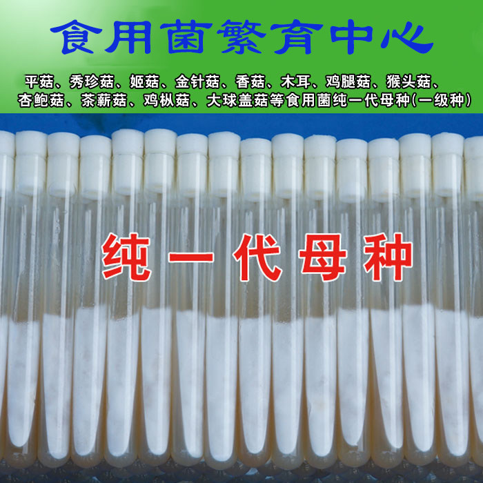 平菇一级试管母种 早优黑平双抗等多品种可选多种温型食用菌菌种 - 实物图