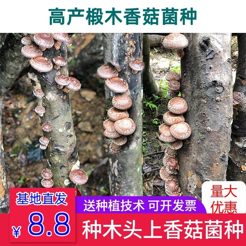 椴木菌种香菇灵芝木耳种源直供