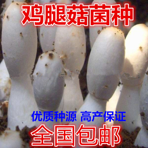 鸡腿菇一级试管母种 食用菌菌种 斜面培养基培育 蘑菇种子 鸡腿菇