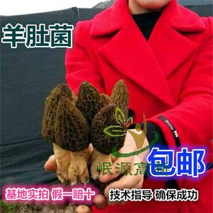 羊肚菌菌种 一级母种原种 栽培种食用菌菌种蘑菇种子平菇菌种优质