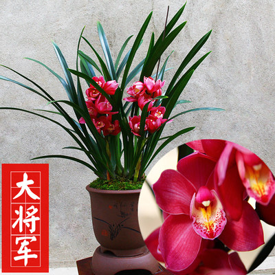 建兰蓝宝石 中矮种有香味的兰花苗 夏带花苞出售花卉好养兰花盆栽
