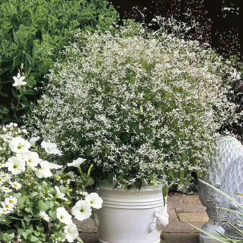 禾叶大戟盆栽飘雪苗花卉绿植满天星耐寒耐旱四季开花植物好养盆景