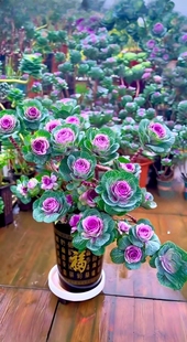 羽衣甘蓝盆栽带花苞重瓣玫瑰阳台庭院花卉植物多年生