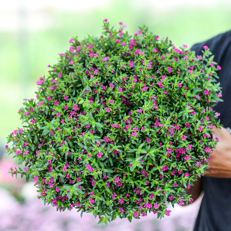 满天星盆栽萼距花花卉绿植木本观花植物观花开花不断室外好养耐热