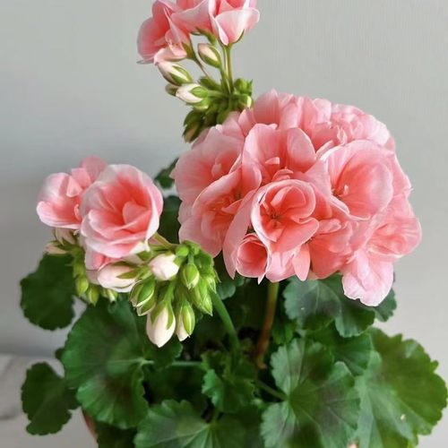 瑞典直立勤花盆栽新品玫瑰小姐天竺葵重瓣带花苞庭院阳台开花植物