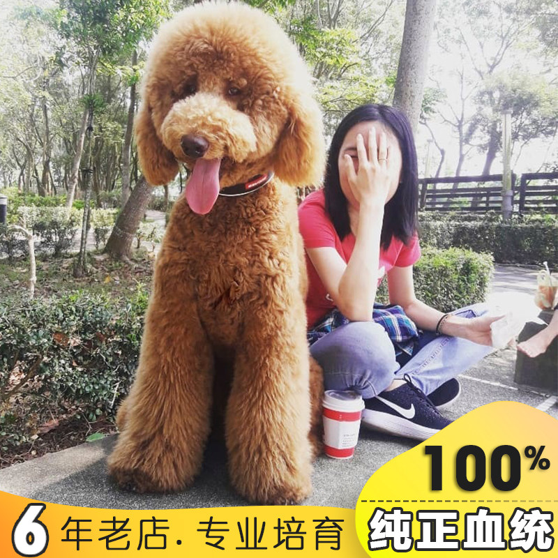 巨型泰迪犬活体纯种大型泰迪狗双血统贵宾犬幼犬超大家庭犬巨贵犬