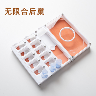 合后巢黑金弓背蚁尼科巴合后巢蚂蚁蚁巢新后巢平面巢无限拓展堆叠