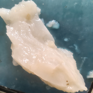 71克水野外捡的太岁肉灵芝整块水太岁可泡水