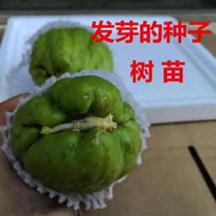 2/4/8个云南佛手瓜种子瓜籽福寿瓜洋丝瓜带芽苗阳台盆栽果园捧瓜