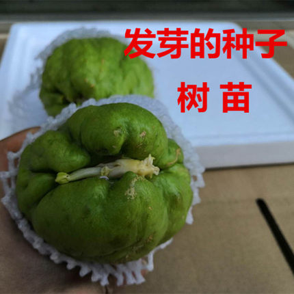 2/4/8个云南佛手瓜种子瓜籽福寿瓜洋丝瓜带芽苗阳台盆栽果园捧瓜