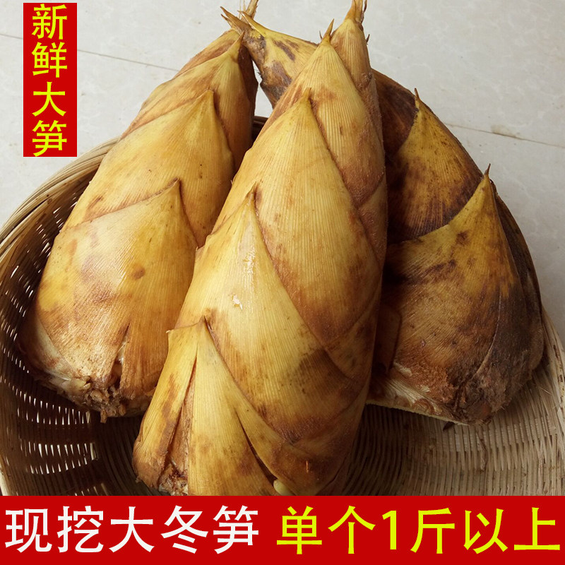 江西冬笋新鲜现挖特大个1斤以上食用农产品竹笋野生冬笋带壳笋子