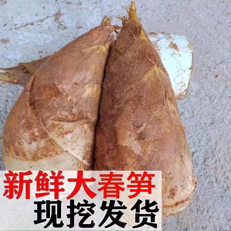 江西春笋新鲜现挖野生竹笋黄泥笋子带壳楠竹嫩笋子大笋非湖南临安