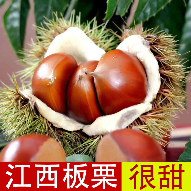 【江西板栗】新鲜板栗生栗子农家野生大板栗甜栗子非油栗批发蔬菜