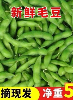 江西发货农家自种毛豆新鲜带壳一整箱大青豆现摘现货当季时令蔬菜