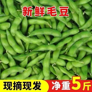 时令蔬菜 江西发货农家自种毛豆新鲜带壳一整箱大青豆现摘现货当季