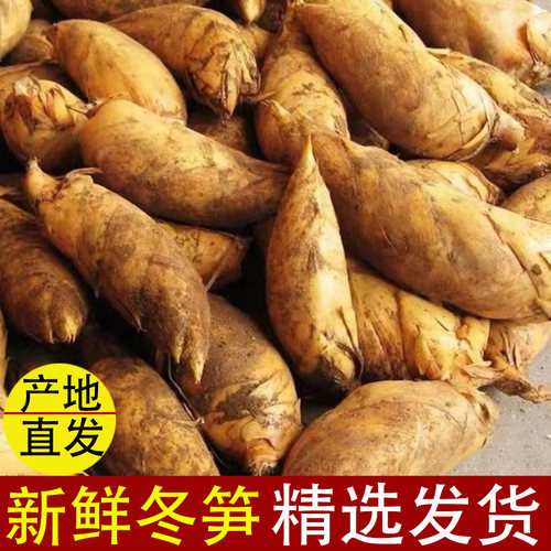 江西冬笋野生竹笋嫩笋子