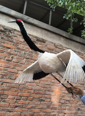 仿真大号白鹤模型摆件仙鹤装饰品客厅玄关办公室桌面摆放工艺品