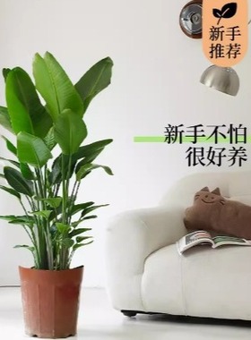 天堂鸟客厅绿植盆栽大型植物办公室内落地大号花卉好养禄植除甲醛