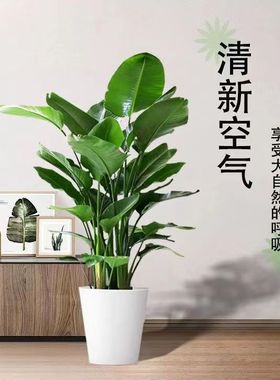 天堂鸟盆栽室内客厅大型绿植办公室大叶植物花卉鹤望兰去甲醛新房
