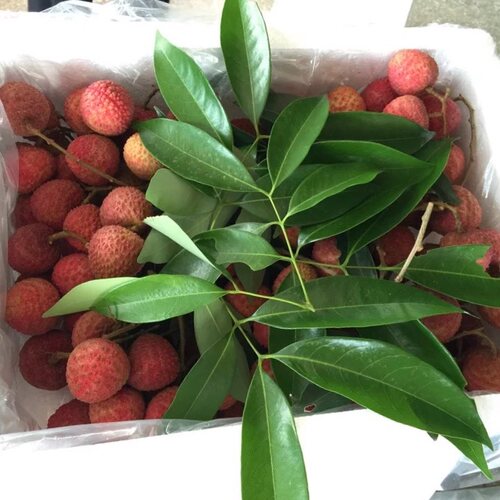 妃子笑荔枝专用款锦锐保鲜袋防雾杀菌气调袋30斤装推荐款，100个 - 封面