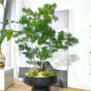 蓬莱松盆栽吉祥猴好养除甲醛植物四季常青生肖猴长寿松招财旺来松