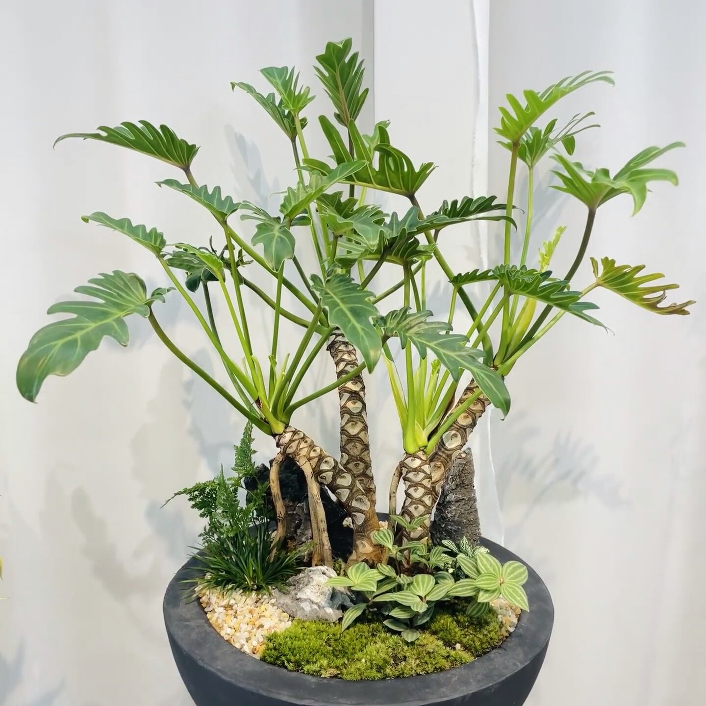 多头单老桩龙鳞小天使盆栽植物办公室内绿植耐阴净化空气好养懒人
