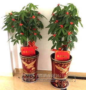 厦门各种花卉家里室内落地盆栽发财树绿植送公司开业乔迁送货上门