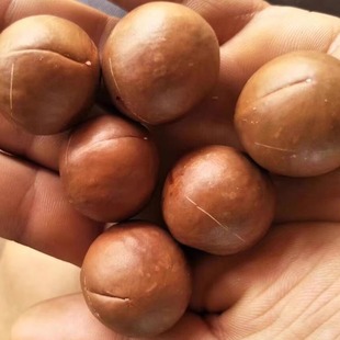 农户坚果种植户直销夏威夷果（生果未开口原味）