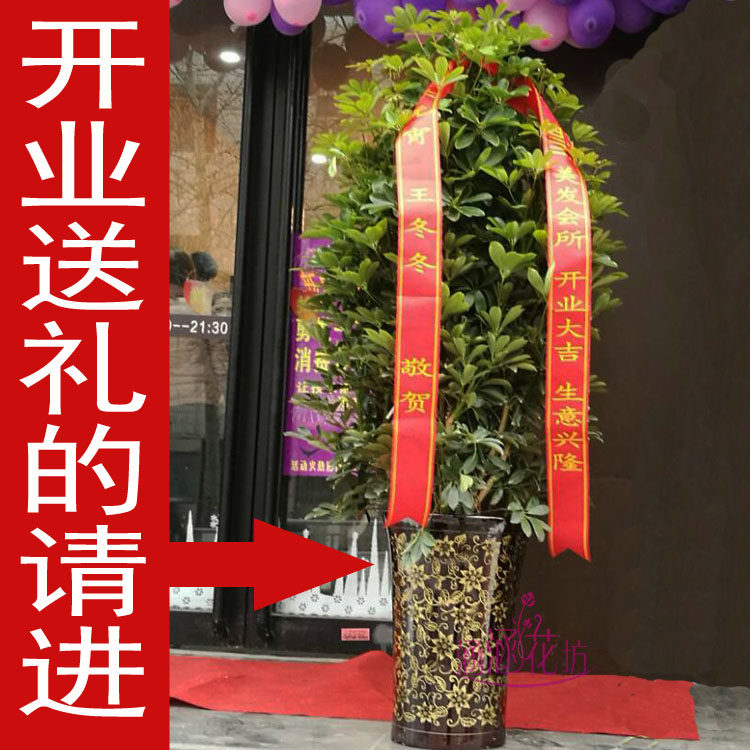 发财树招财树绿萝盆栽绿植郑州同城鲜花速递开业庆典乔迁市区包邮