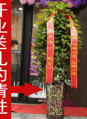 发财树招财树绿萝盆栽绿植郑州同