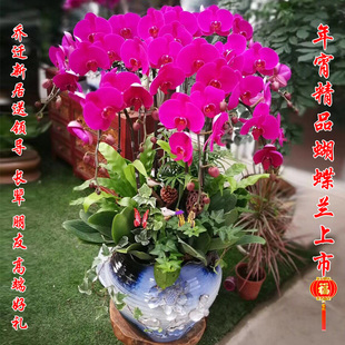 杭州花店蝴蝶兰盆栽办公花卉同城鲜花速递新年宵乔迁长辈生日送花
